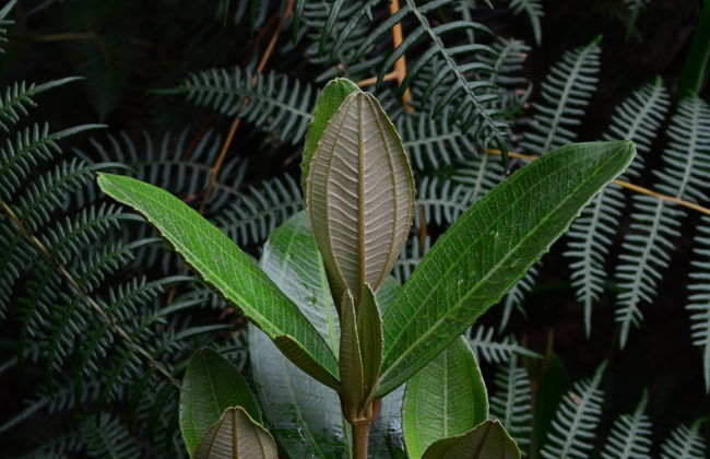 Randonnée au Sanctuaire de la Faune et de la Flore Iguaque - Photo 5