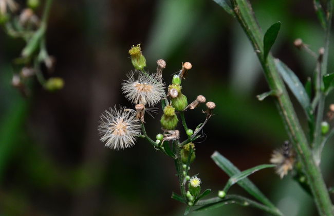 Trilha pelo Santuário de Fauna e Flora Iguaque - Foto 2