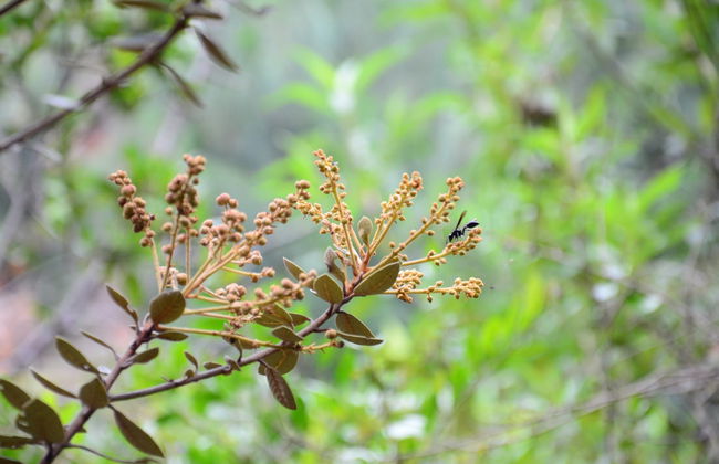 Randonnée au Sanctuaire de la Faune et de la Flore Iguaque - Photo 1