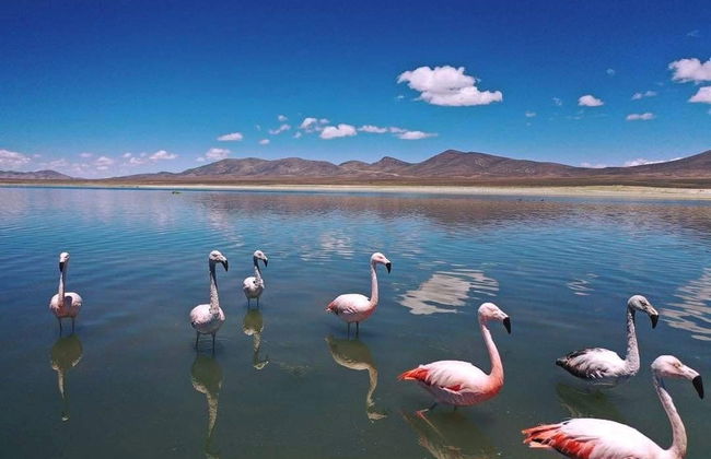 Excursion à la réserve de Sama + Laguna Grande de Tajzara - Photo 5