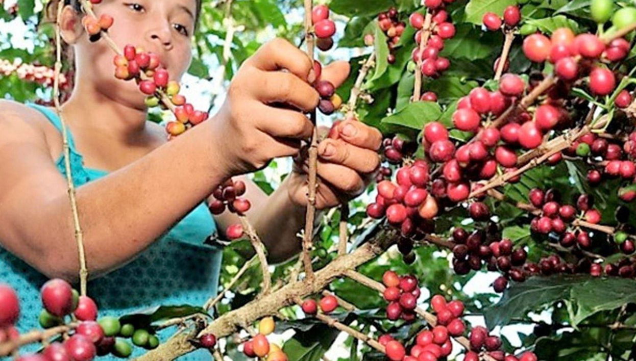 Villa Rica Coffee Tour - Foto 1