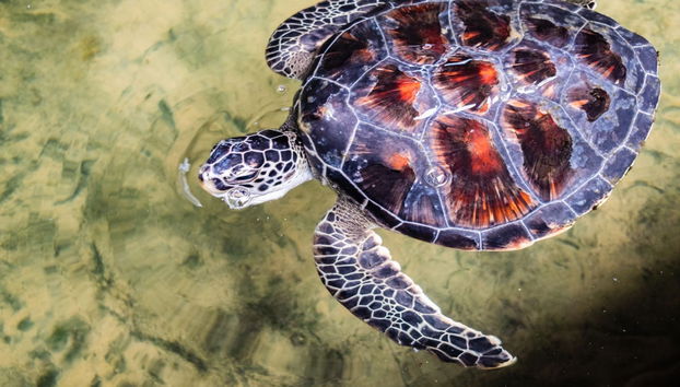 Galle and Hikkaduwa Private Tour - Photo 4