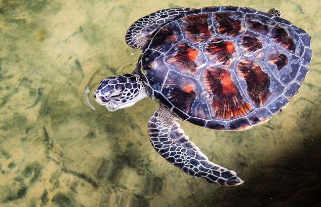 Galle and Hikkaduwa Private Tour - Photo 4