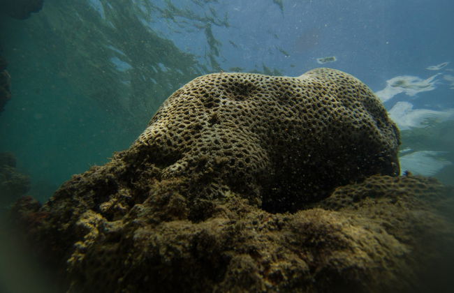 Galle and Hikkaduwa Private Tour - Photo 6