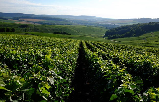 Mutigny Vineyards Tour - Photo 7