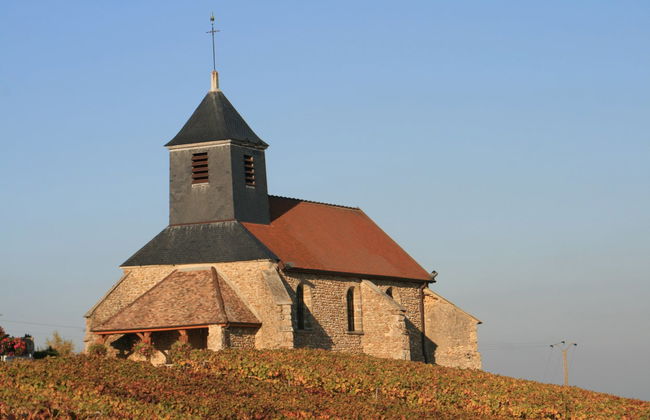 Mutigny Vineyards Tour - Photo 6