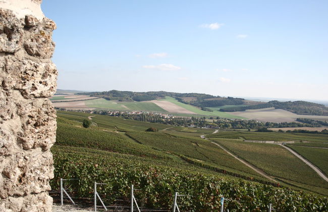Mutigny Vineyards Tour - Photo 3