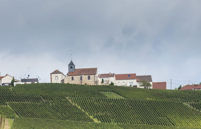 Mutigny Vineyards Tour - Photo 8