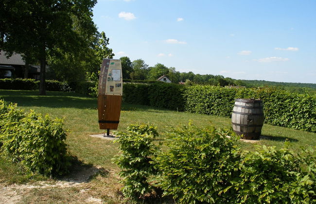 Mutigny Vineyards Tour - Photo 5