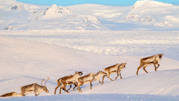 Avvistamento di renne nella valle di Breiðdalsvík - Foto 2