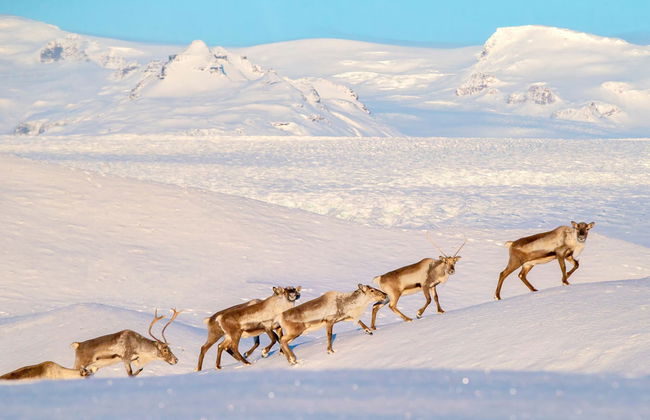 Observation de rennes dans la vallée de Breiðdalsvík - Photo 2