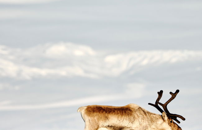 Observation de rennes dans la vallée de Breiðdalsvík - Photo 5