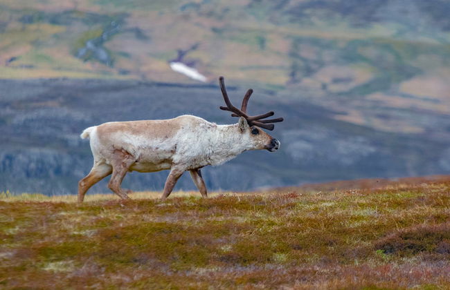 Observation de rennes dans la vallée de Breiðdalsvík - Photo 1