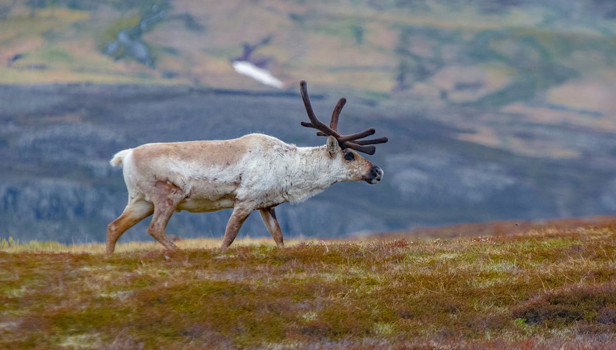 Avvistamento di renne nella valle di Breiðdalsvík - Foto 1