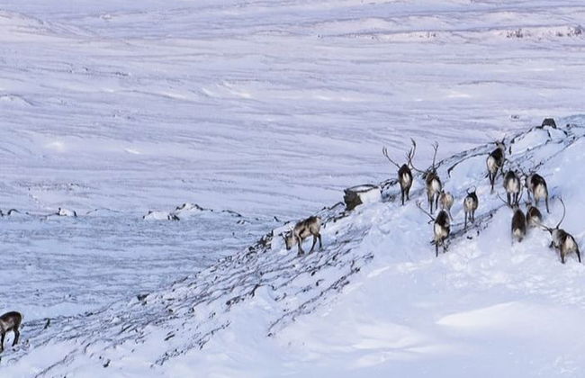 Observation de rennes dans la vallée de Breiðdalsvík - Photo 4