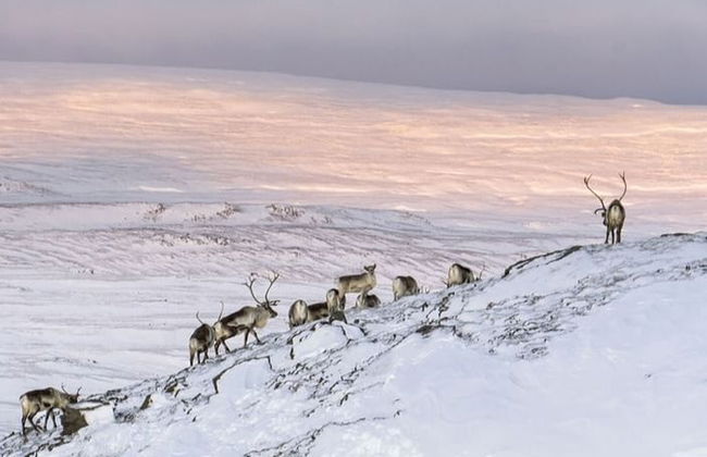 Observation de rennes dans la vallée de Breiðdalsvík - Photo 2