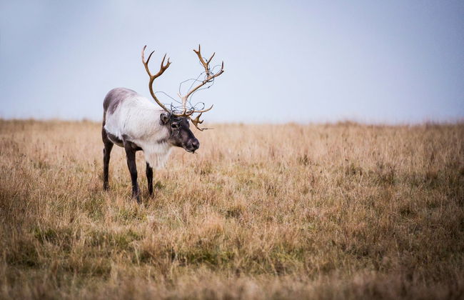 Observation de rennes dans la vallée de Breiðdalsvík - Photo 6