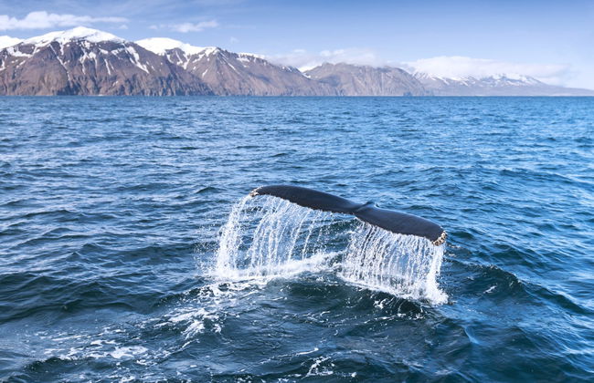 Ólafsvík Whale Watching - Photo 6