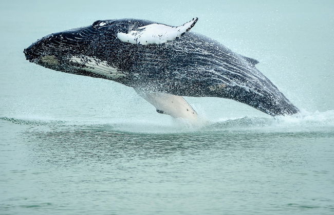 Ólafsvík Whale Watching - Photo 5