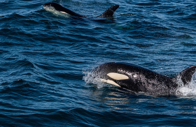 Avistamiento de ballenas en Ólafsvík - Foto 2