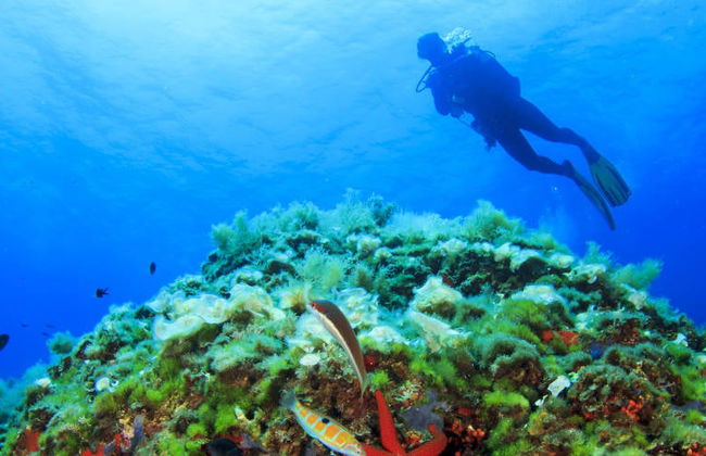 Bautismo de buceo en la costa de Ciudadela - Foto 7