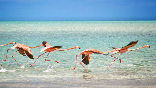 Isla Holbox Day Trip - Foto 2