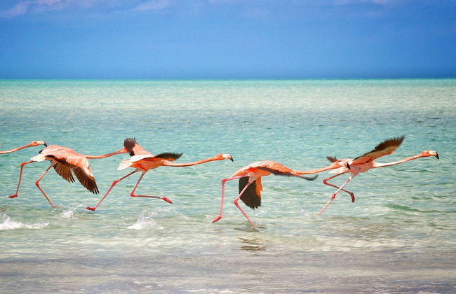 Isla Holbox Day Trip - Foto 2