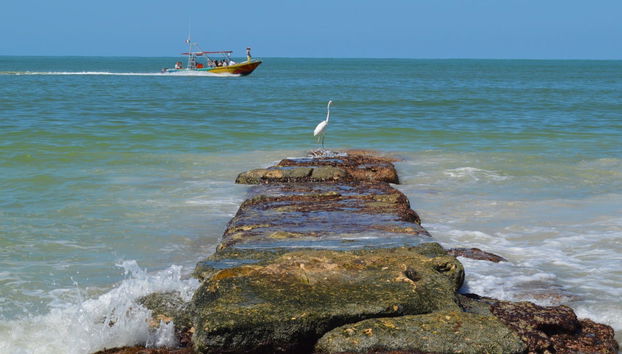 Day Trip to Isla Holbox - Foto 5