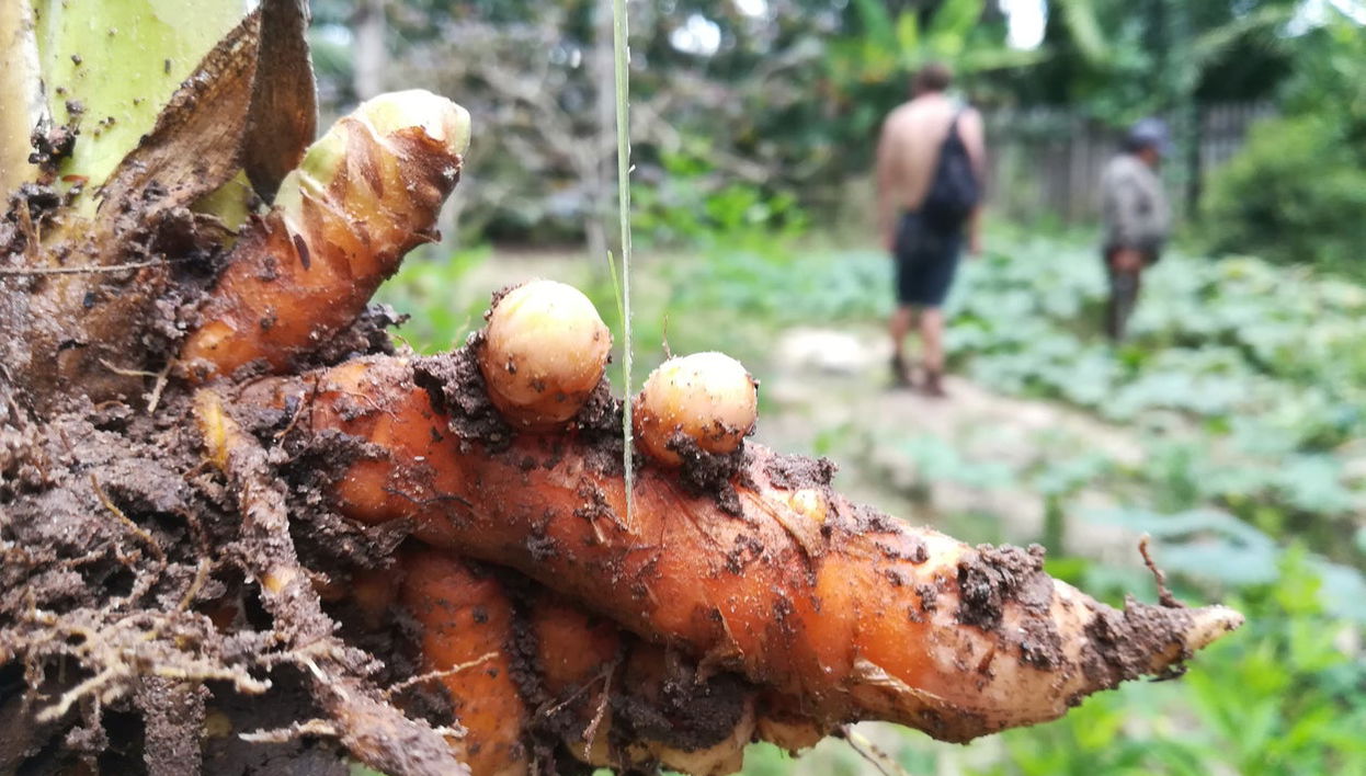 Traditional Amazonian Cooking Workshop - Foto 1