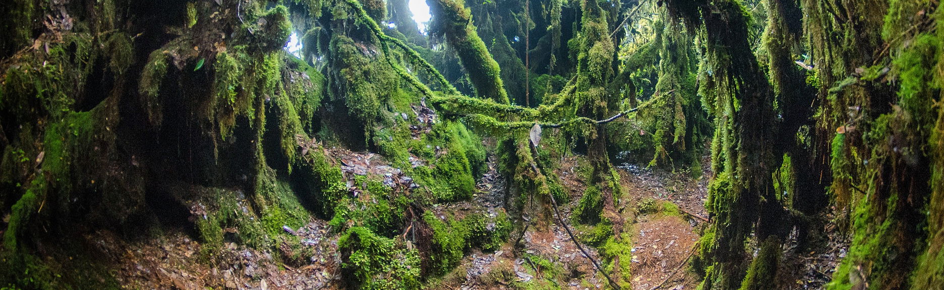 Excursión a Mossy Forest - Foto 1