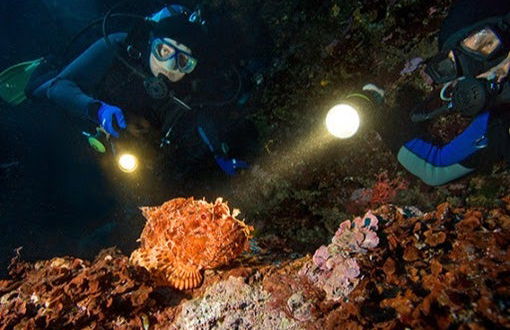 Scuba Diving in Unawatuna - Photo 4