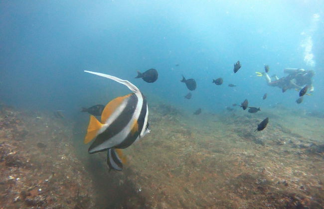 Buceo en Unawatuna - Foto 2