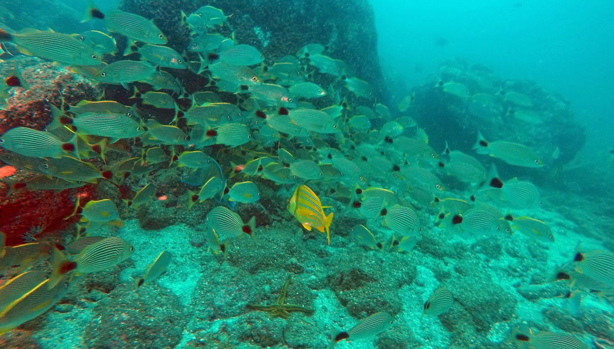 Beginner Scuba Diving - Foto 1