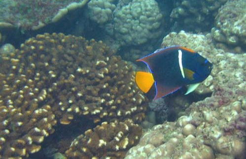 Baptême de plongée à Puerto Lopez - Photo 4