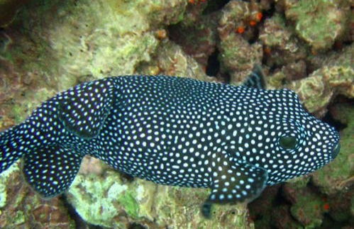 Baptême de plongée à Puerto Lopez - Photo 3