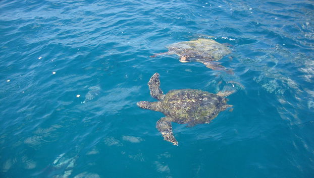 Beginner Scuba Diving - Foto 4