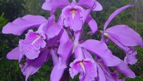 San Sebastián Rainforest Excursion - Photo 3