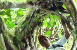 Excursion dans la forêt tropicale de San Sebastián - Photo 6