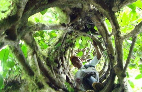 Excursion dans la forêt tropicale de San Sebastián - Photo 4