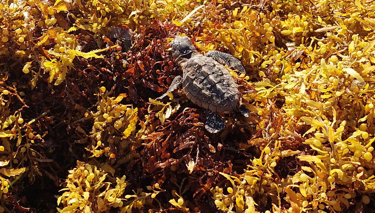 Excursion to Sandy Turtle Conservation Center - Photo 1