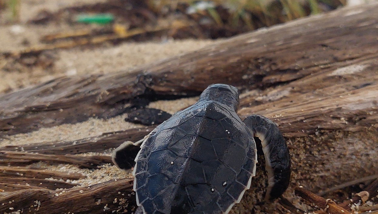 Excursion to Sandy Turtle Conservation Center - Foto 1