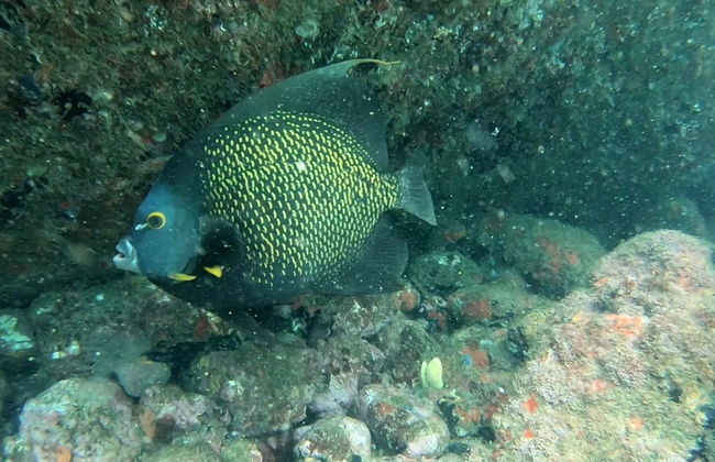 Bautismo de buceo en Ubatuba - Foto 4