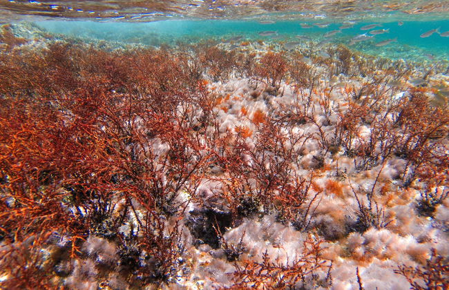 Son Xoriguer Beginners Diving Course - Foto 7