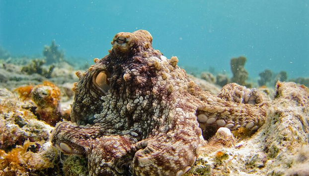 Half Day Scuba Diving Trip in Lagos for beginners - Photo 2