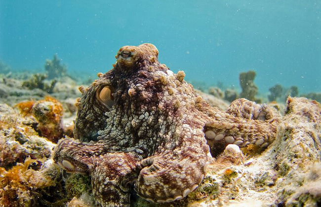 Half Day Scuba Diving Trip in Lagos for beginners - Photo 2