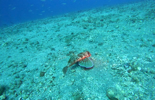 La Lajita Scuba Diving - Foto 3