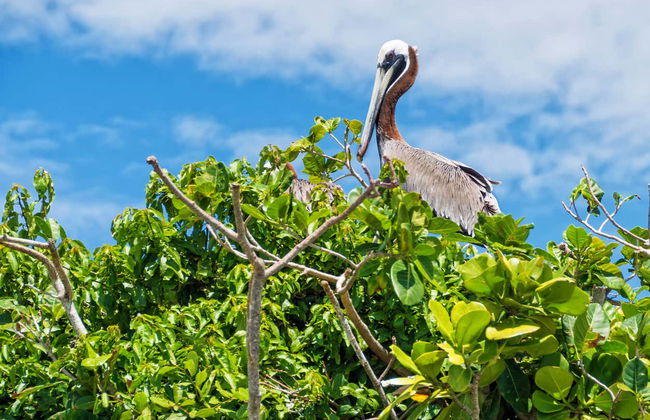 Excursión al Parque Nacional Los Haitises - Foto 6