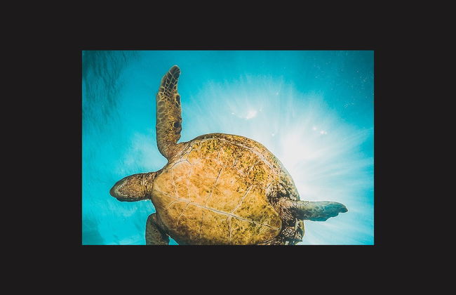 Snorkel en la isla de Sal - Foto 4