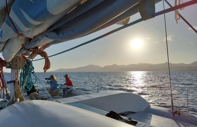 Whale & Dolphin Watching in Puerto Calero - Photo 5