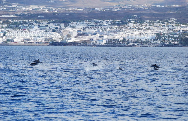 Whale & Dolphin Watching in Puerto Calero - Photo 7